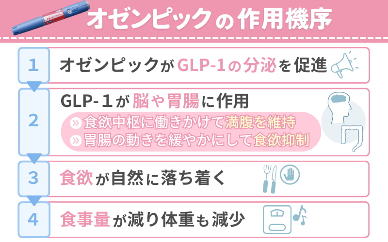 オゼンピックで食欲が落ちる仕組み